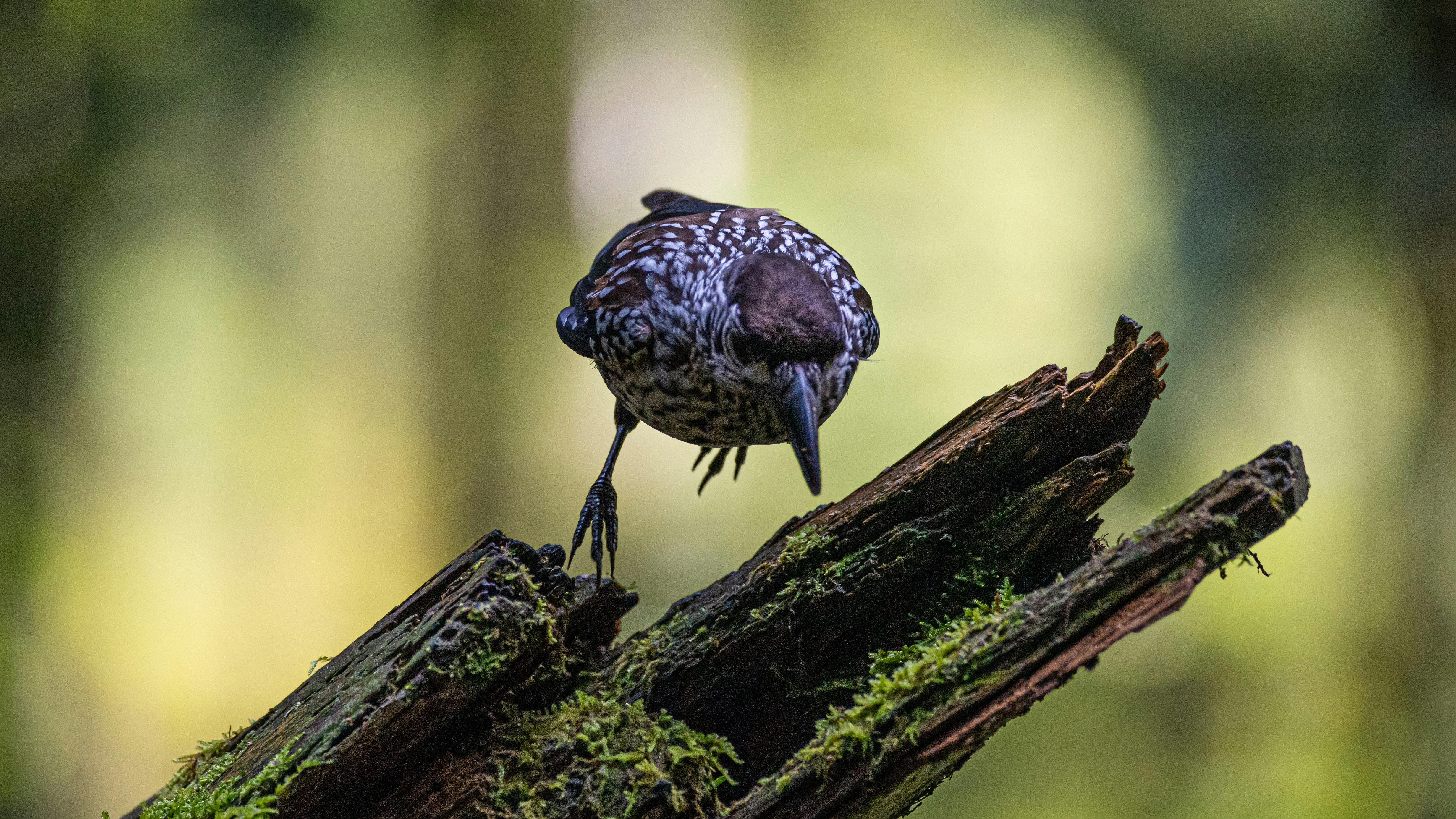 brown and white bird on tree branch